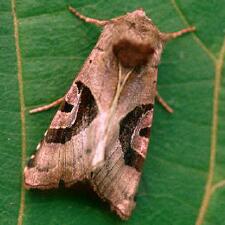 Conservula anodonta