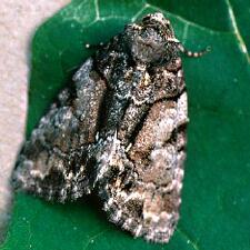 Chytonix palliatricula
