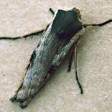 Xylena cineritia