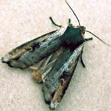 Xylena cineritia