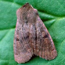Homoglaea hircina