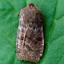 Homoglaea hircina