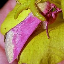 Schinia florida