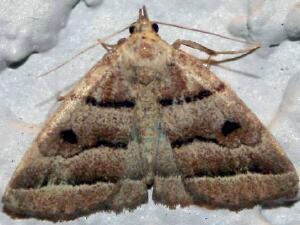 Zanclognatha atrilineella
