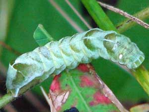 Melanchra adjuncta