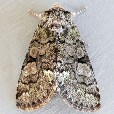 Viridemas galena