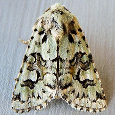 Lacinipolia consimilis