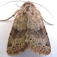 Nudorthodes molino