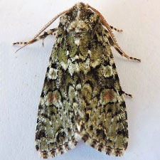 Mimobarathra antonito