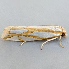 Pelochrista griselda