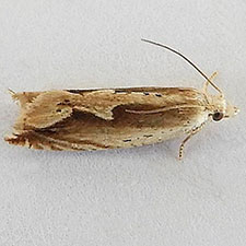 Ancylis saliana