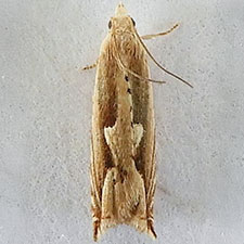 Ancylis saliana