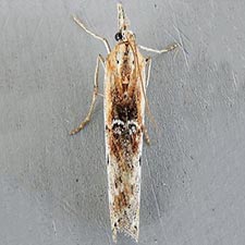 Patriciola semicana