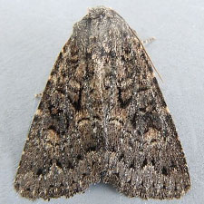 Aseptis fumeola