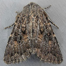 Aseptis fumeola