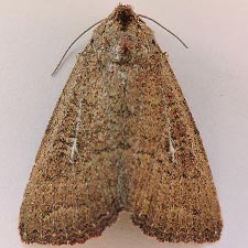 Condica charada