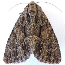 Ruacodes tela