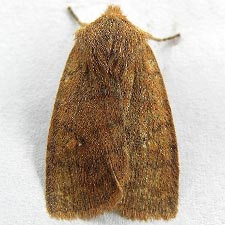 Eupsilia sidus
