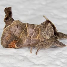 Clostera multnoma