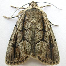 Sympistis fifia