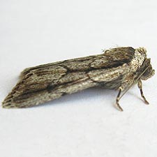 Sympistis fifia