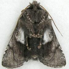 Behrensia bicolor