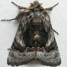 Behrensia bicolor