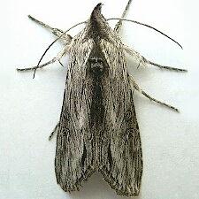 Cucullia antipoda