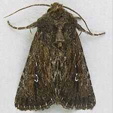 Sideridis uscripta