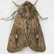 Sideridis uscripta