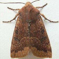 Orthosia pulchella