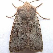 Orthosia pulchella
