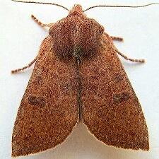 Orthosia transparens