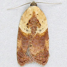 Acleris fragariana