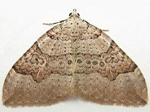 Zenophleps lignicolorata