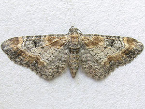 Eupithecia johnstoni