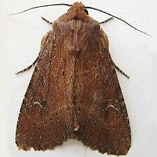 Apamea scoparia