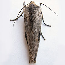 Xylena brucei