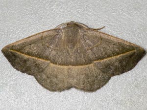 Eusarca subflavaria