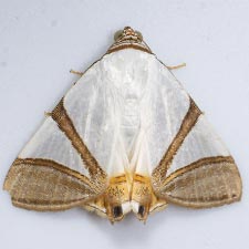 Eulepidotis persimilis
