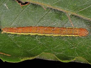 Oneida lunulalis
