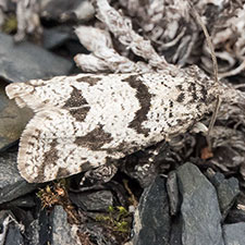 Eucosma southamptonensis