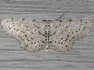 Glena cribrataria