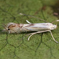 Phyllocnistis liriodendronella
