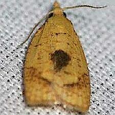 Cenopis mesospila
