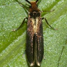 Epimartyria auricrinella