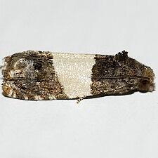 Epiblema tripartitana