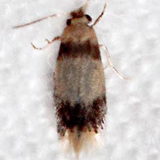 Stigmella macrocarpae