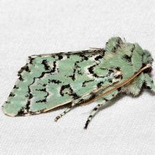 Feralia major