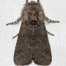 Psaphida rolandi